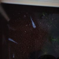 山田乃目高@メダカポニックス (@yamadanomedaka) Twitter profile photo