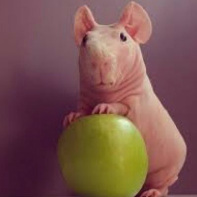 SecretSmiley52's profile picture. DV & rape survivor with “acute” PTSD. I tweet like I talk so be warned, I swear😉 Agent # 71534🫡