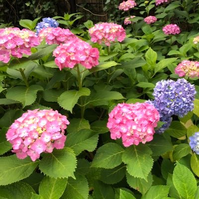 hamihami0308's profile picture. 通信制高校2年娘と私立中2年息子がいます。 娘は中1の時に起立性調節障害になり日中はほぼ寝たきりの状態から徐々に回復。心も安定し現在は大学進学に向けて自分の進路と将来を模索中。娘は料理と読書が趣味🍳📖息子は野球と地理とゲーム大好き⚾️🗾🎮
