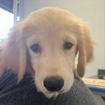 heavenlywow's profile picture. btag tempess1819