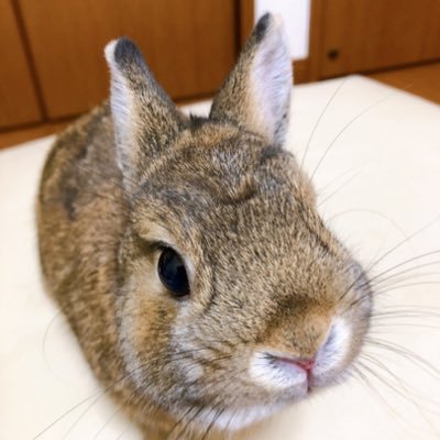 ネザーランドドワーフ🐰のカカオです。好きな食べ物は乾燥リンゴ🍎です。