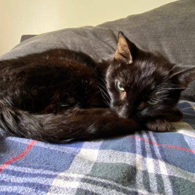 Judgearmchair1's profile picture. Opinions about gymnastics? I have lots.