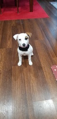 JosietheJack83's profile picture. Jack Russell at home, supermodel to everyone else.