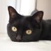 黒猫ノア (@noirdaily) Twitter profile photo 黒猫ノア (@noirdaily) Twitter profile photo