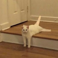 No Context Cats (@nocontextscats) 's Twitter Profile Photo No Context Cats (@nocontextscats) 's Twitter Profile Photo