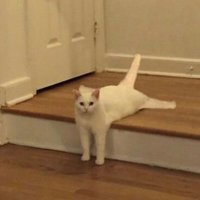 No Context Cats(@nocontextscats) 's Twitter Profile Photo