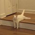 No Context Cats (@nocontextscats) Twitter profile photo No Context Cats (@nocontextscats) Twitter profile photo