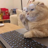 กูไม่รู้กูแมว (@catchopchat) 's Twitter Profile