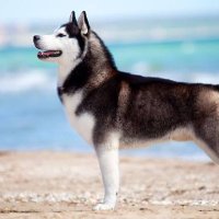 Orhan YAVAŞ (@oryava12) 's Twitter Profile