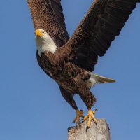 lil guy (@ty_shiv) 's Twitter Profile