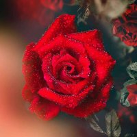 إلهام الزهراني (@npqbb) 's Twitter Profile