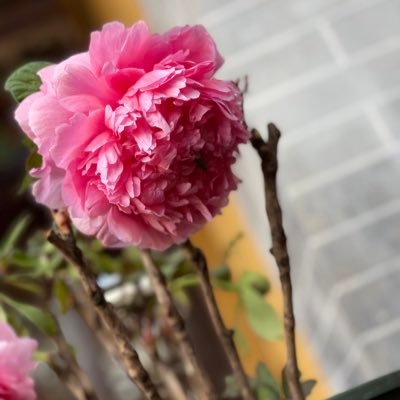 buguoguanghui's profile picture. 