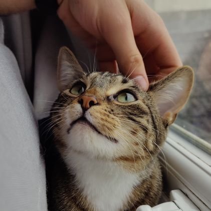 3 year old tabby of a man🐾 also baby man @frankie_cowcat sometimes | find us at the better place https://t.co/JPckzEQnAJ 🦋