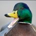 Security Mallard (@SecurityMallard) Twitter profile photo