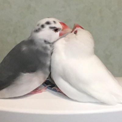 文鳥と暮らしてます(´˘`＊)𓅯 ⸒⸒白文鳥(ネロ♂2020年10月31日)桜文鳥(チェリー♂2020年10月31日-2021年1月24日)桜文鳥(レア2021年3月14日)