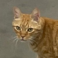 Oscar the Retired Home Depot cat(@thd0989) 's Twitter Profile Photo