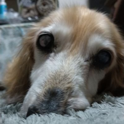 kazunao_o's profile picture. 先代犬、クリムは18歳6ヶ月で🌈 の橋へ
2021年12月29日生まれのチワックス、ノエルをお迎えしました
