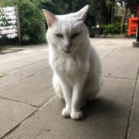 JJキングスマン (@jjking_man) 's Twitter Profile