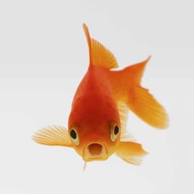 goldfish957 Profile Picture