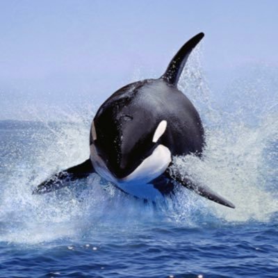 kalleku24986143's profile picture. Socialdemokraterna, Miljöpartiet och Centerpartiet ta med Kommunisterna och FÖRSVINN