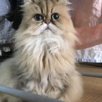 まろんPon (@pon53032873) Twitter profile photo