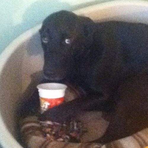 KatiePhiilis's profile picture. Have no life right now due to the large, extensive amount of box-sets that need to be watched.