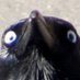 Funny Pictures of Crows (@crows_go_caw) Twitter profile photo