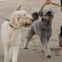 Tara Scatterday (@tarascatterday) 's Twitter Profile