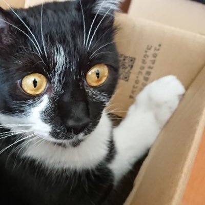 ぱるむ🐈‍⬛さんのプロフィール画像