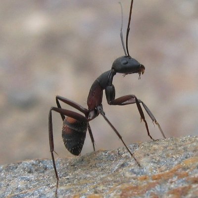 Ariaridasu's profile picture.