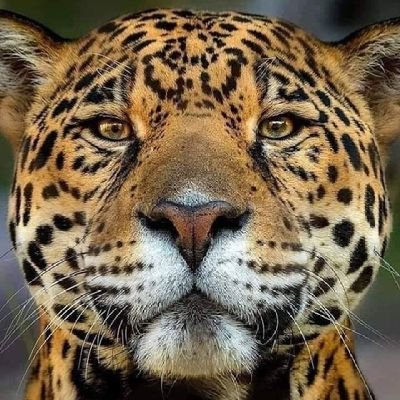 jaguar48047100's profile picture.
