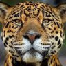 jaguar48047100's profile picture.