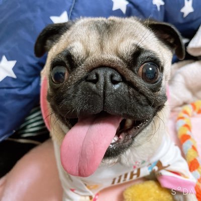 hb20181223's profile picture. パグのモモちゃん♡2018.12.23生まれの女の子🐶よろしくね❤️