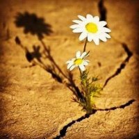 Mohammed Rafii (@mohammedrafii84) 's Twitter Profile