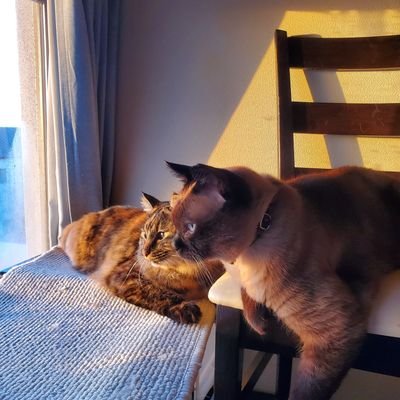雪猫@雑多垢さんのプロフィール画像