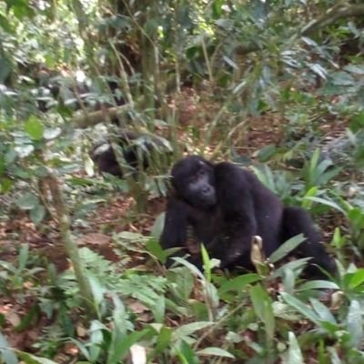 Gorilla magic safaris Ltd is a licensed tour company allowed to operate in Africa tours it has trained staff experienced drivers and tour guides
+256780616790