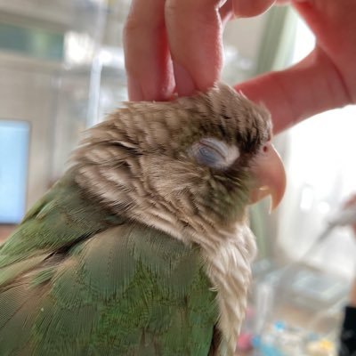 鳥好き。ウロコのふうちゃん♀オカメのせきちゃん♂オキナのめいちゃん♂ウロコのなぎちゃん♂のパパ