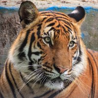 LiveGiveGrow (@sarassada) 's Twitter Profile