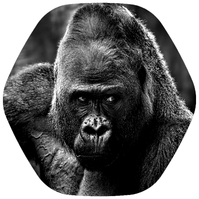 GuiillaumeN's profile picture. Developer 👨🏻‍💻
Ghost 🌘