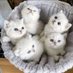 Cute Cats (@CuteCat14297561) Twitter profile photo