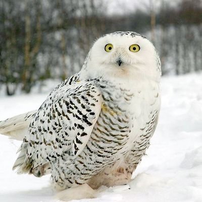 Pero_Sovi's profile picture. микро ютубер под прикрытием