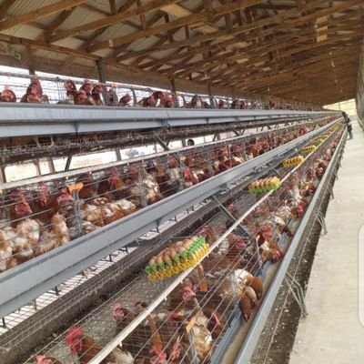 An integrated mechanized farm in Nigeria,with vision to use farming as a means of job creation and food creation Our operations are in poultry and crops