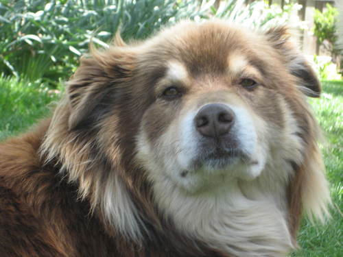 barkingdog4's profile picture. 