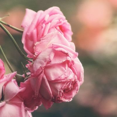 (multi—) AG. ES. G. HMH. N. OOR. ST. YSH. Musical theater. 🎭🍑🎁🤠🎙️🫧🌱🌸 || 🦋🍒