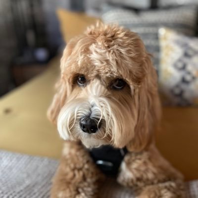 xmanlos1's profile picture. USC Trojan 4 life Made in LA wine lover and foodie