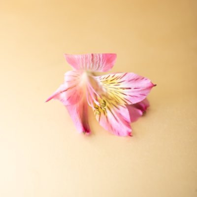 Photographer | Female NFT Creator | Creator of Modern Blooms | Come follow along :)