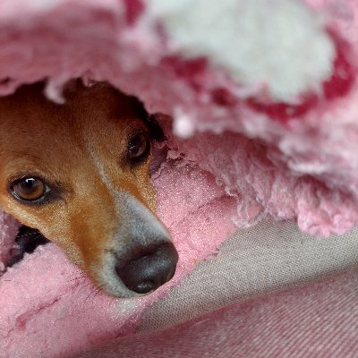 chicopatu's profile picture. 