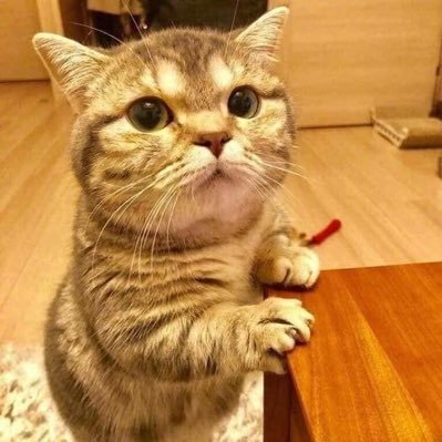 vidachen12's profile picture. 