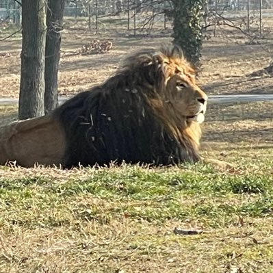 sbauscia's profile picture. Sta su de dos…