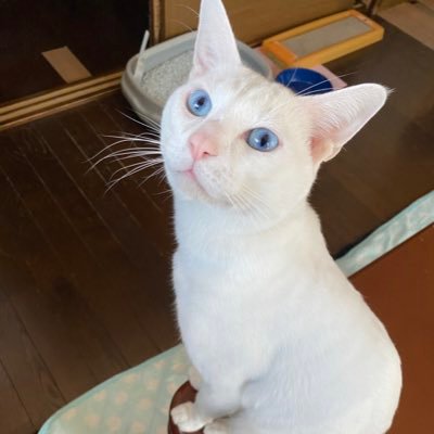 ネコとアニメが大好き❤おばさまです。 家族は旦那、子ども1人、現在5匹の猫と暮らしています😸  ネコを飼い始めて14年。1匹の子猫から始まったネコを飼う楽しさ、癒し、大変さ。そんなドタバタ劇とネコを飼う時の豆知識等お伝えします。猫好きさん、よろしくお願いします。